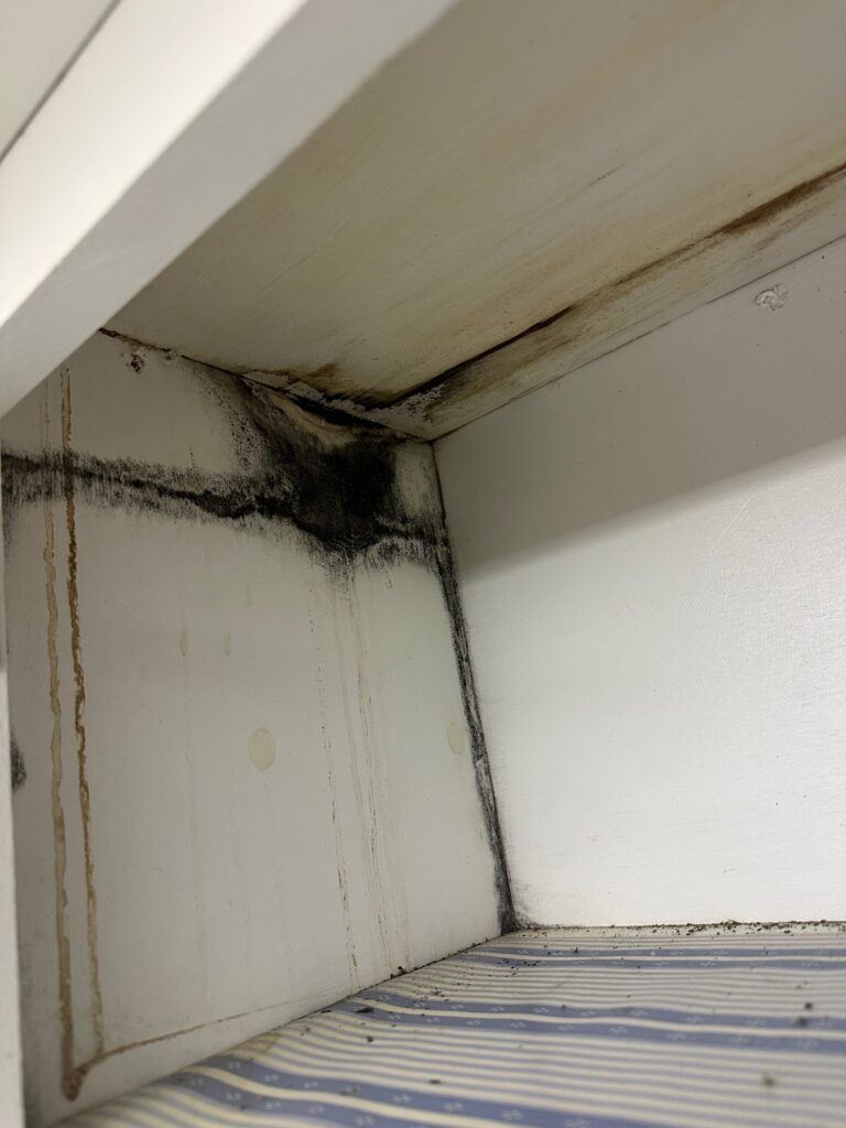 Mold Home Inspection